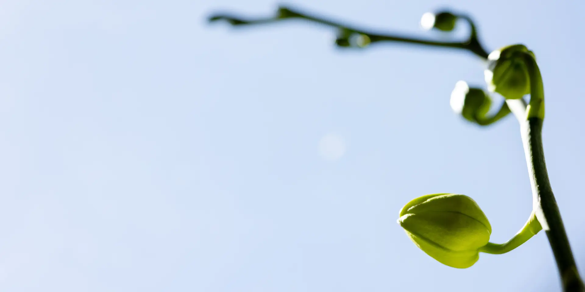 Orchid flower stalk with buds on a blue background